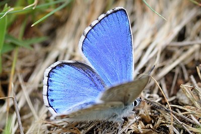 Lysandra bellargus
