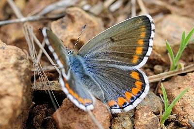 Lysandra bellargus