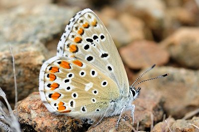 Lysandra bellargus