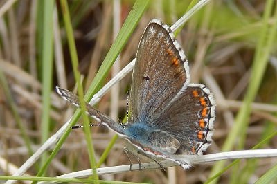 Lysandra bellargus