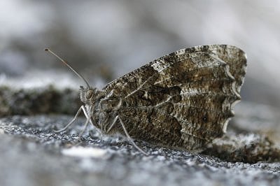 Hipparchia blachieri