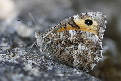 Hipparchia blachieri