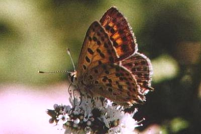 Lycaena bleusei