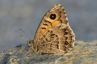 Arethusana boabdil