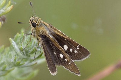 Borbo borbonica
