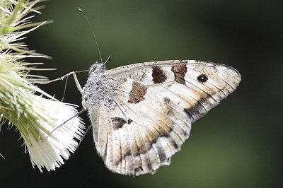 Chazara briseis
