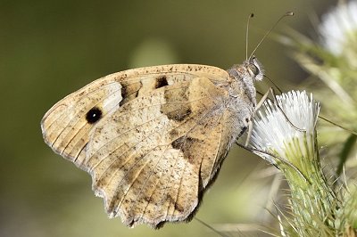 Chazara briseis