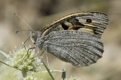 Chazara briseis