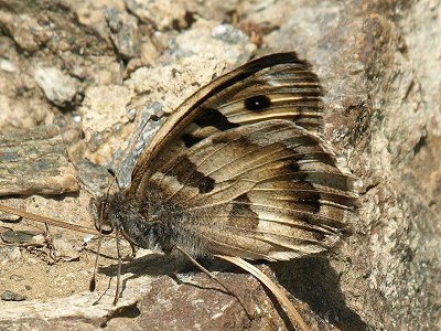 Chazara briseis