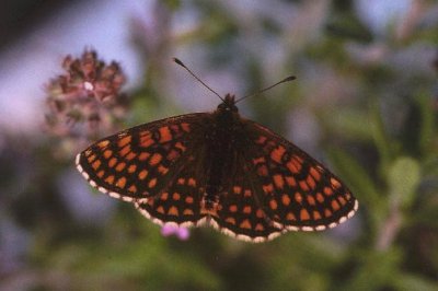 Melitaea britomartis