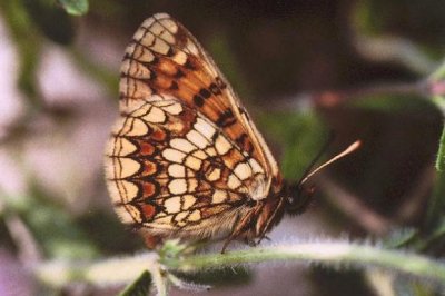 Melitaea britomartis