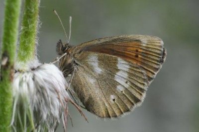 Erebia (manto) bubastis