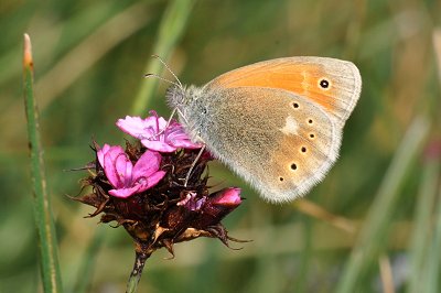Coenonympha rhodopensis
