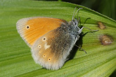 Coenonympha rhodopensis