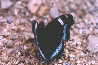Kaniska canace