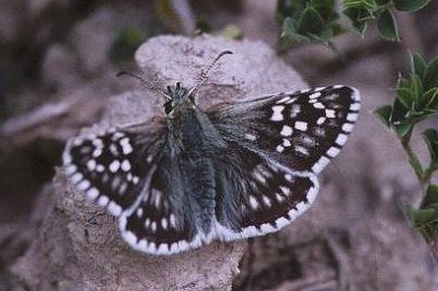 Pyrgus carthami