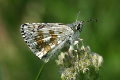 Pyrgus carthami