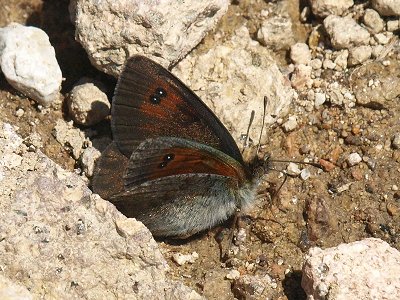 Erebia cassioides