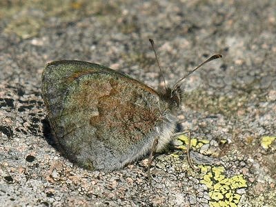 Erebia cassioides