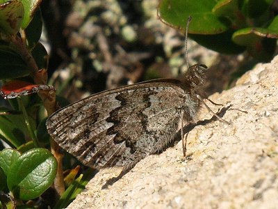 Erebia cassioides