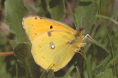 Colias caucasica balcanica