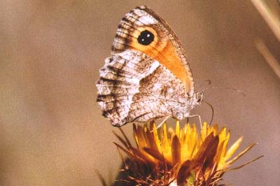 Pyronia cecilia