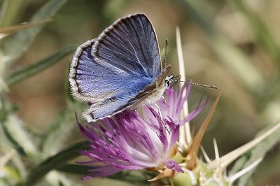 Polyommatus celina