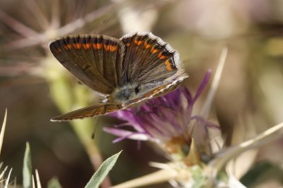Polyommatus celina