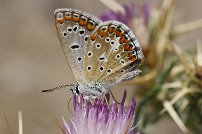 Polyommatus celina