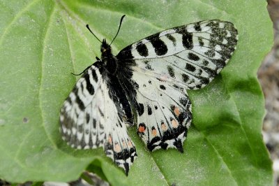 Zerynthia cerisy ferdinandi