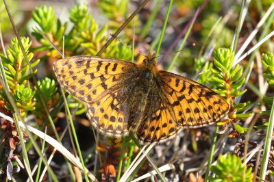 Boloria chariclea