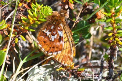 Boloria chariclea