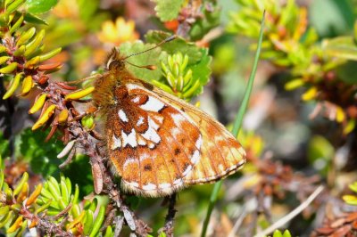 Boloria chariclea