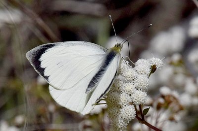 Pieris cheiranthi