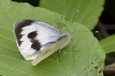 Pieris cheiranthi