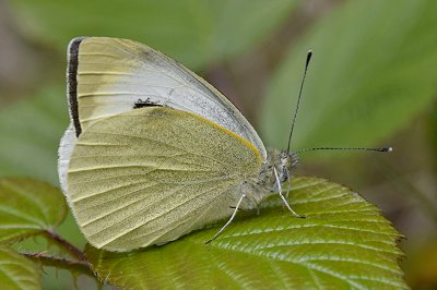 Pieris cheiranthi