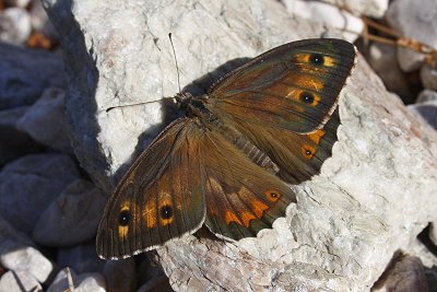 Hipparchia christenseni