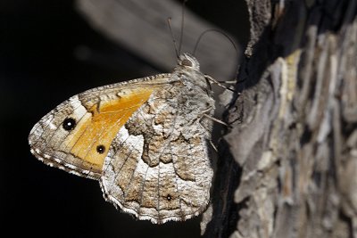 Hipparchia christenseni
