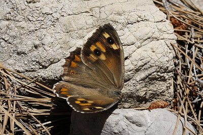 Hipparchia christenseni