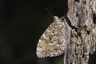 Hipparchia christenseni