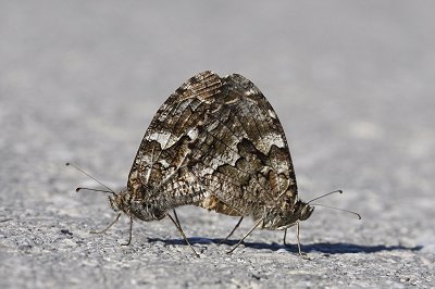 Hipparchia christenseni