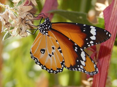 Danaus chrysippus