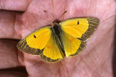 Colias chrysotheme