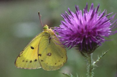 Colias chrysotheme