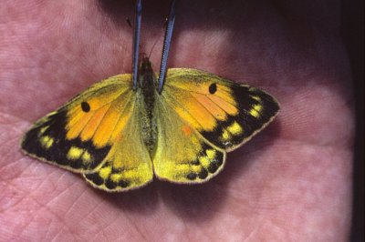 Colias chrysotheme
