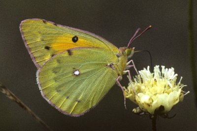 Colias chrysotheme