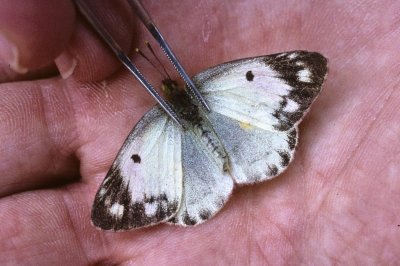 Colias chrysotheme (white female)