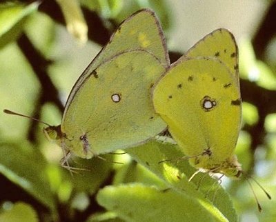 Colias chrysotheme