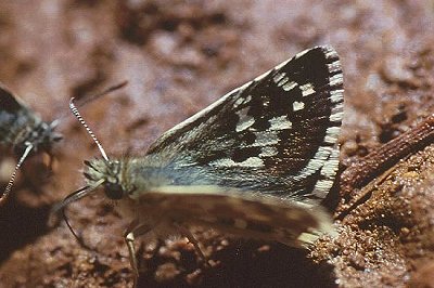 Pyrgus cinarae