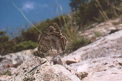 Pseudochazara cingovskii